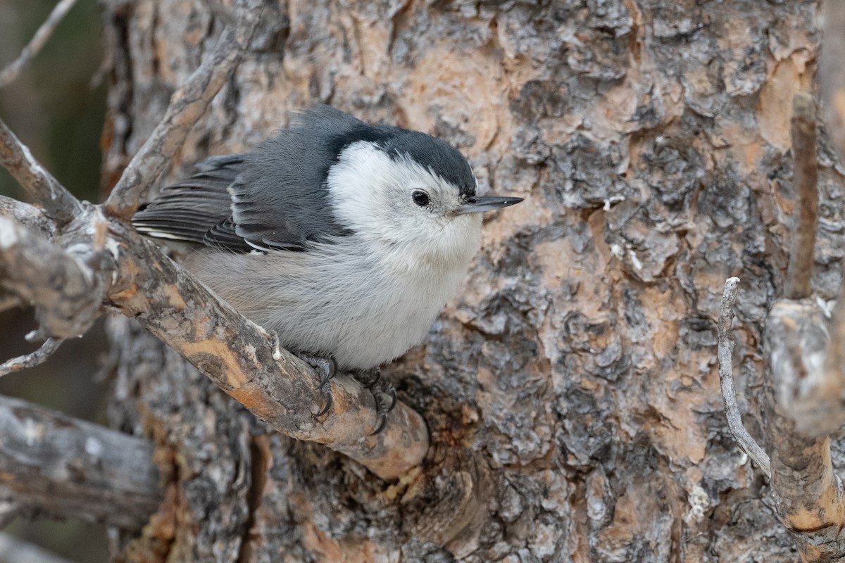 White-breasted Nuthatch - ML622768964