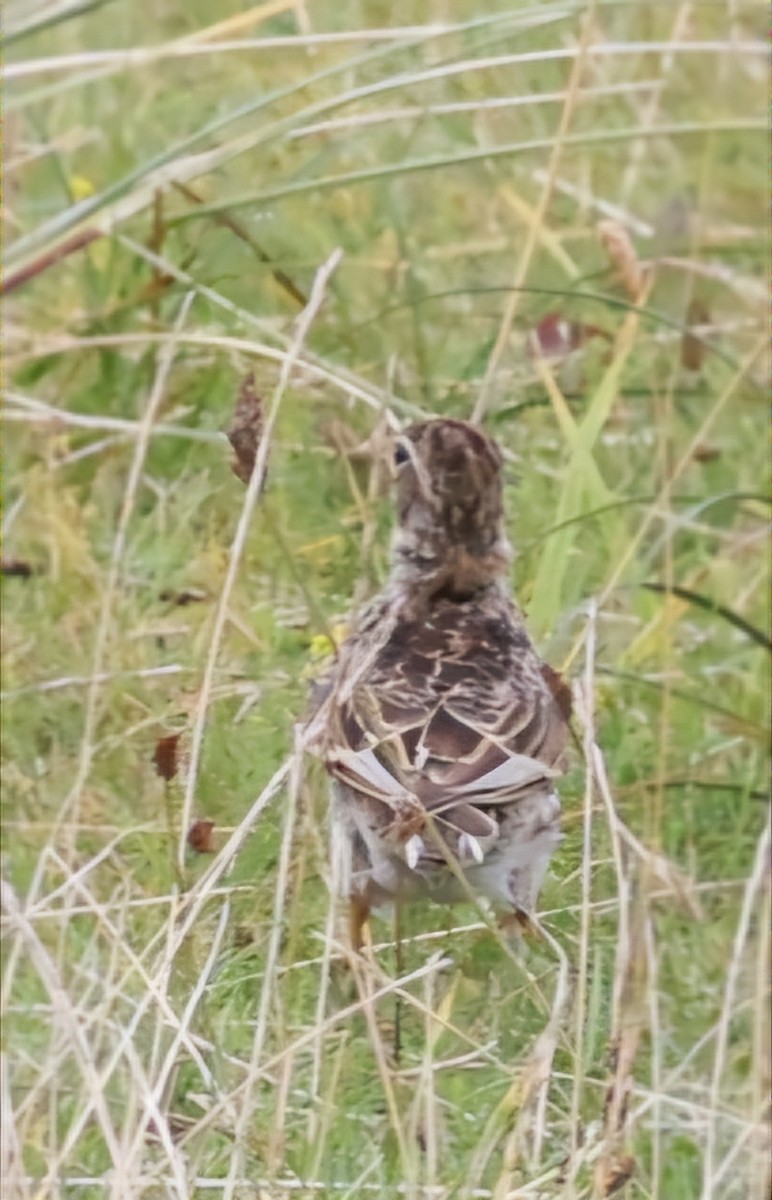 Alouette des champs - ML622768985