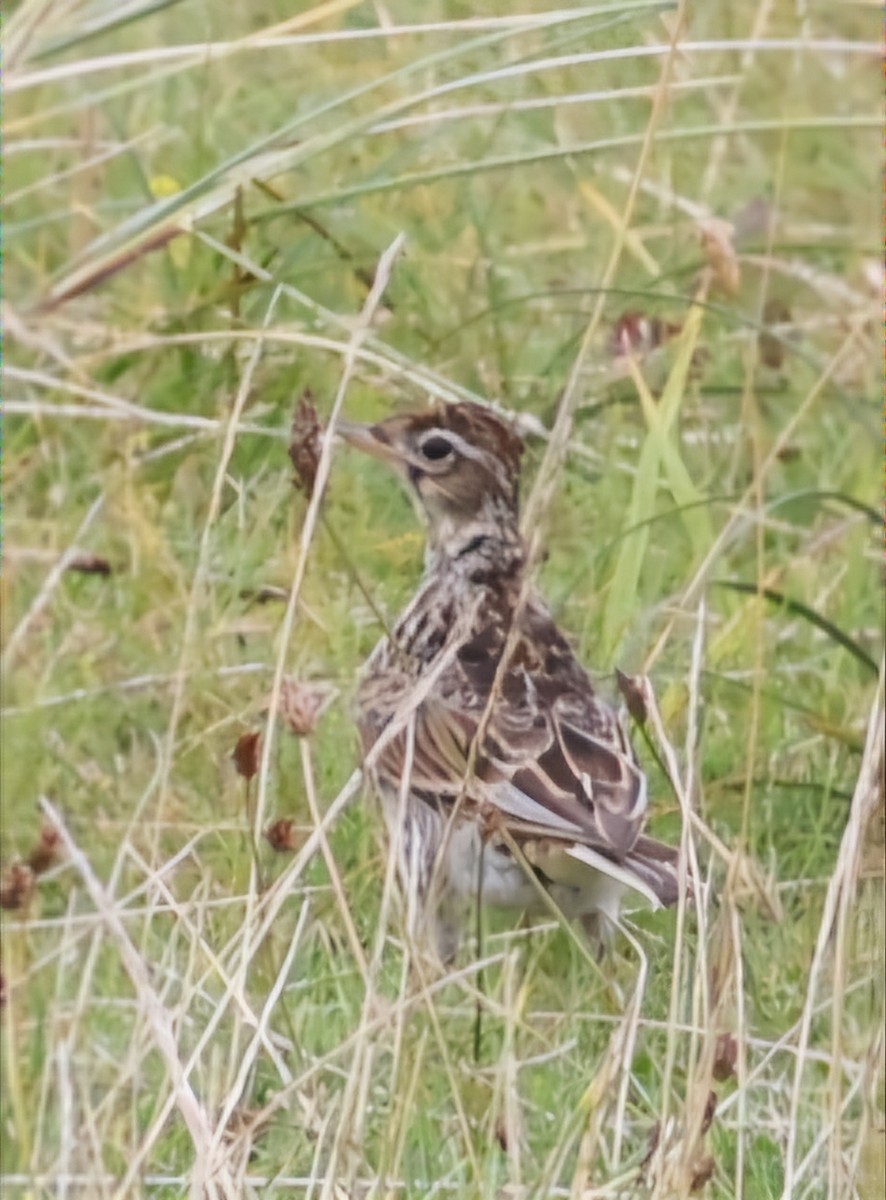 Alouette des champs - ML622768986