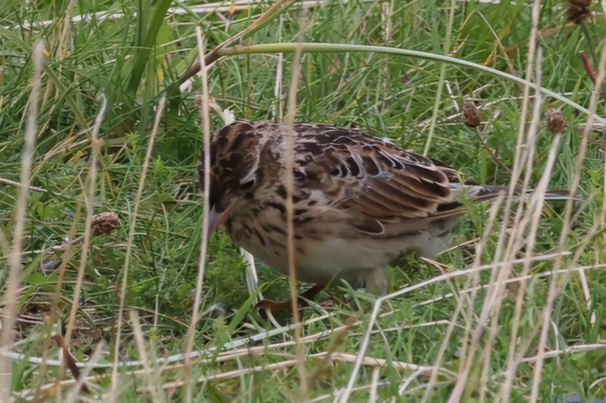 Alouette des champs - ML622768987