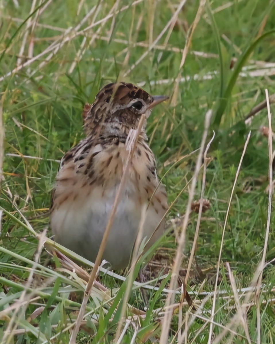 Alouette des champs - ML622768988