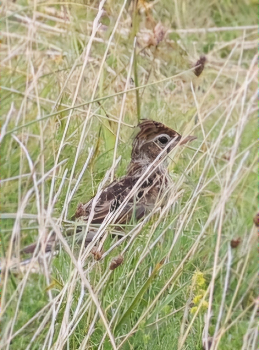 Alouette des champs - ML622768989