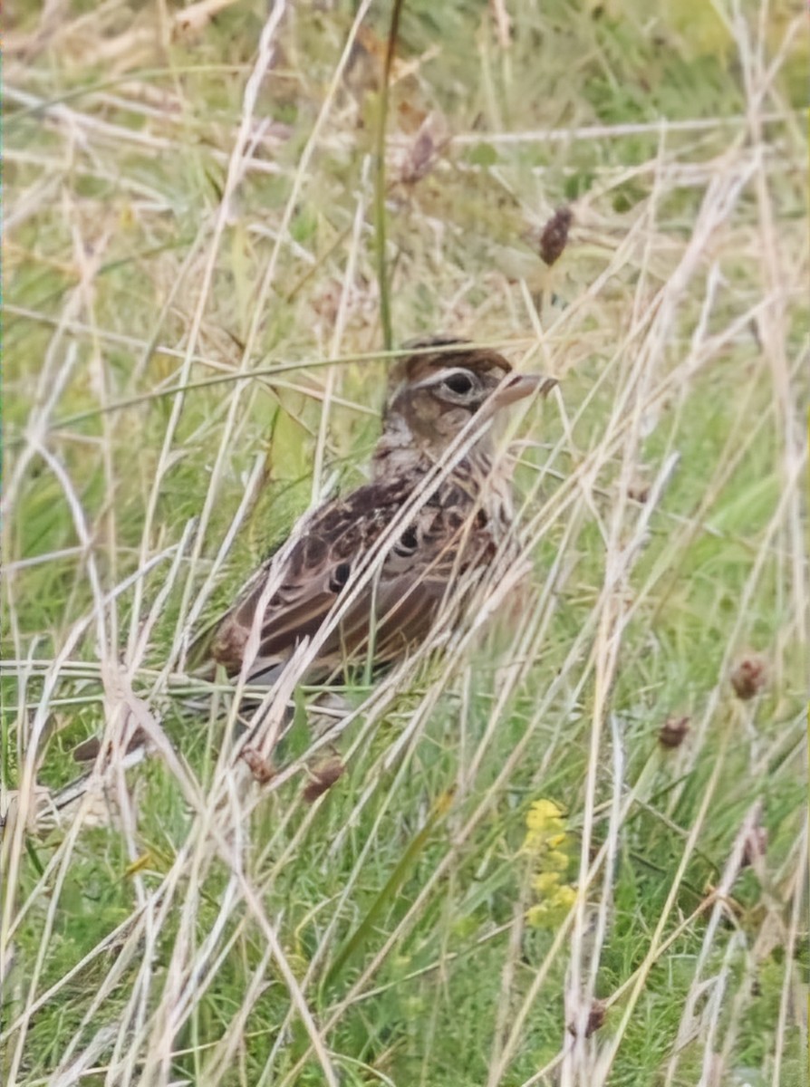 Alouette des champs - ML622768990