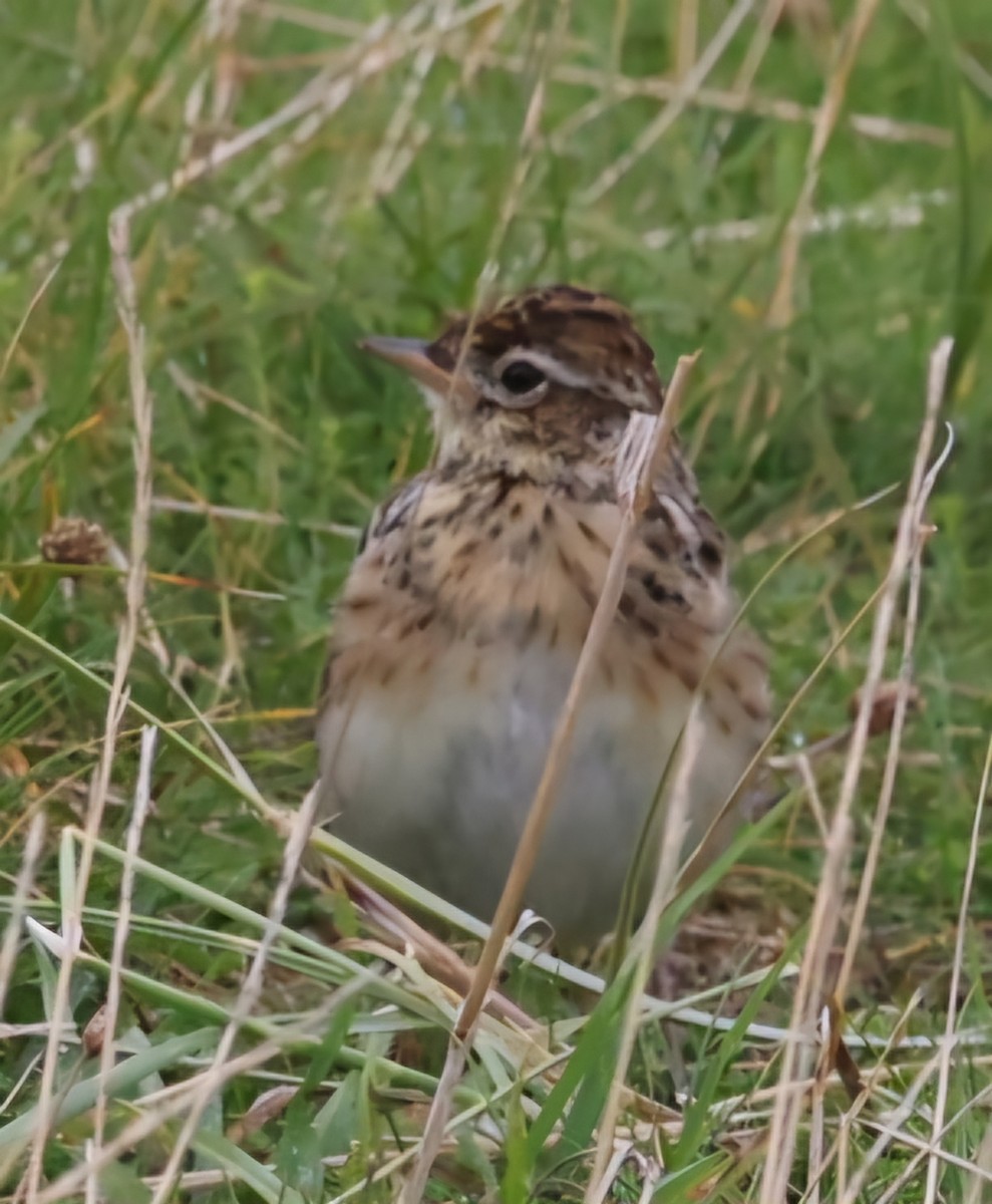 Alouette des champs - ML622768992