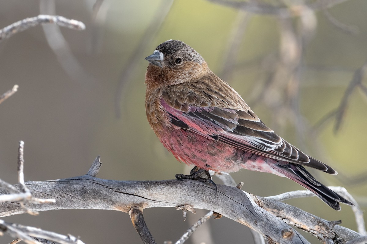 Brown-capped Rosy-Finch - ML622769003