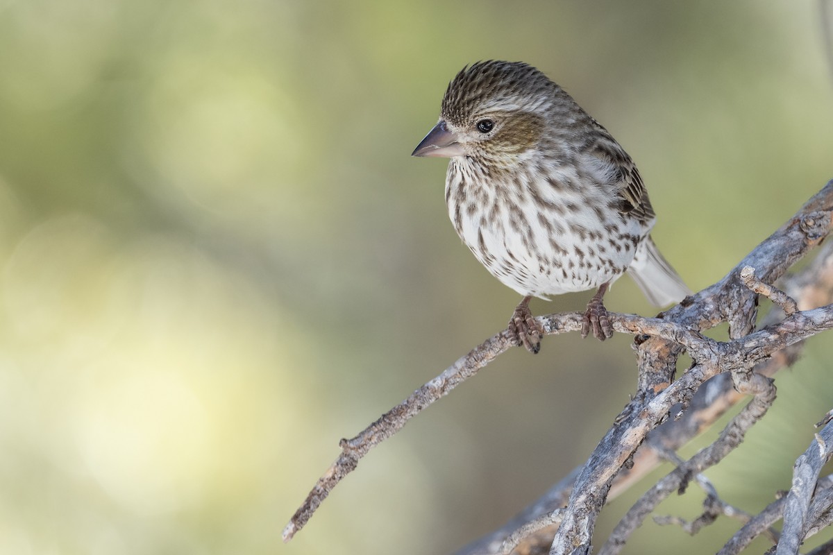 Cassin's Finch - ML622769006