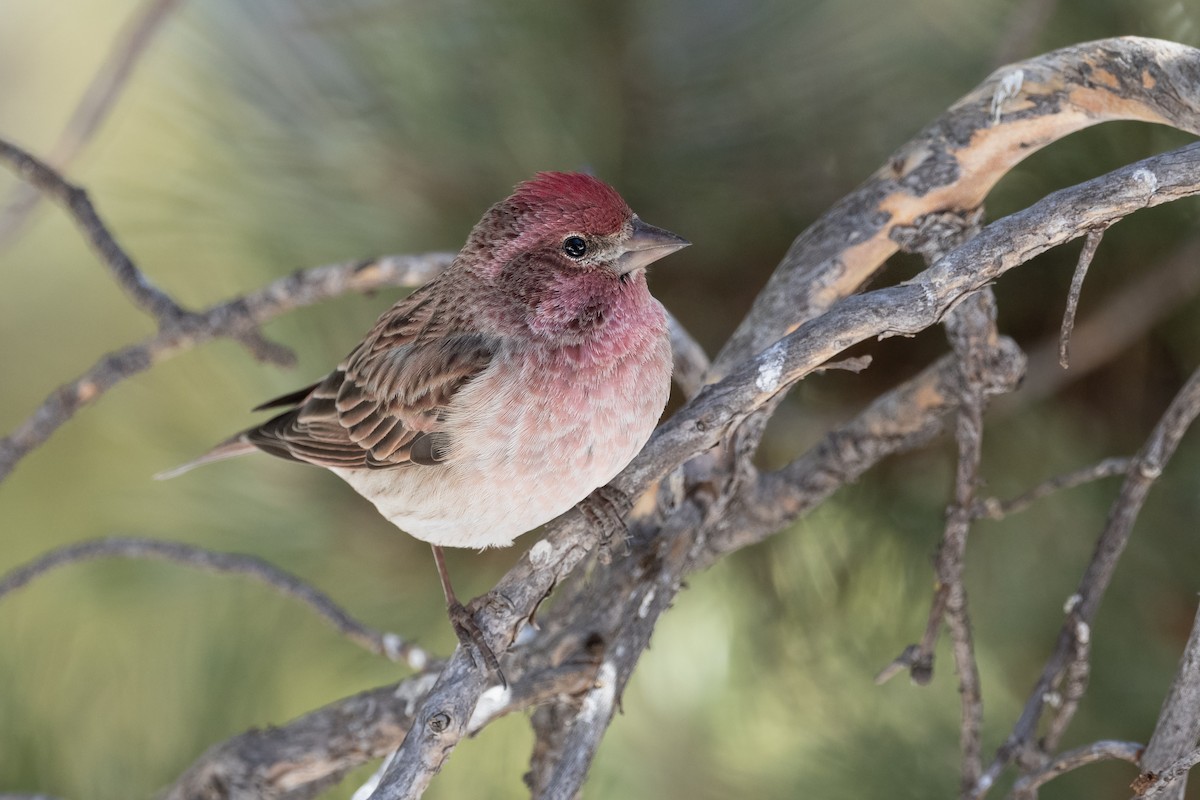 Cassin's Finch - ML622769007