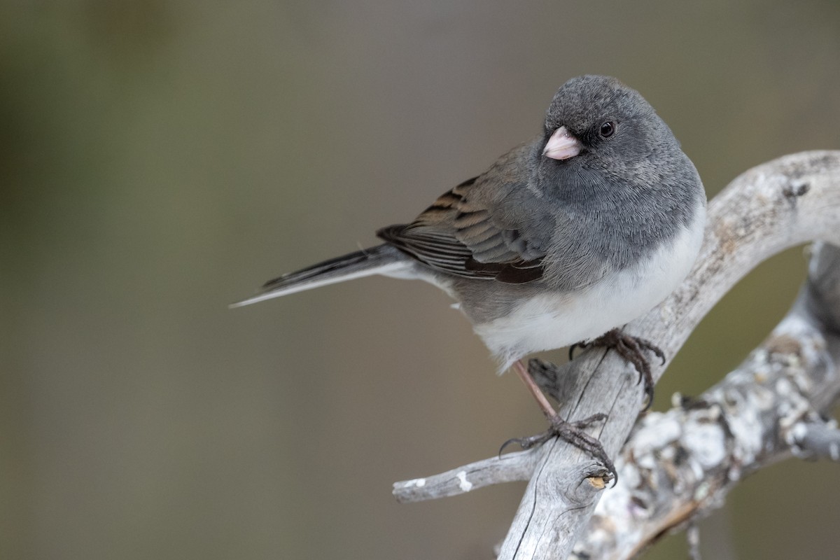 Dark-eyed Junco (Slate-colored) - ML622769015