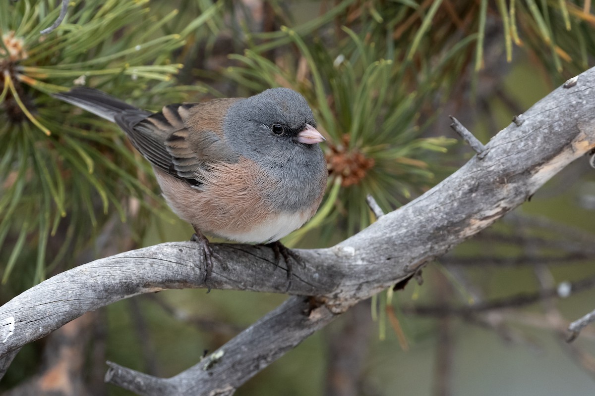 Dark-eyed Junco (Pink-sided) - ML622769024