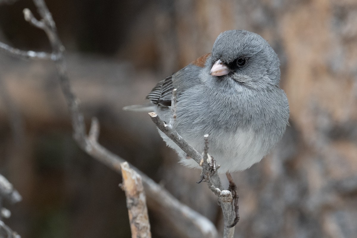 Dark-eyed Junco (Gray-headed) - ML622769030