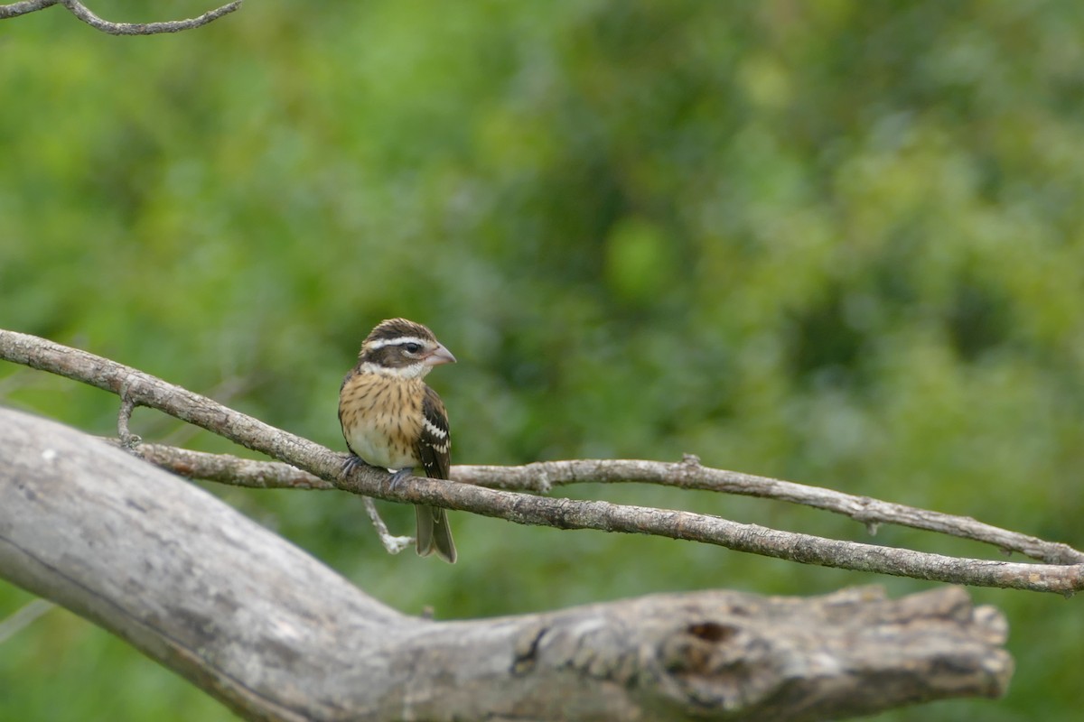 Rose-breasted Grosbeak - ML622769064