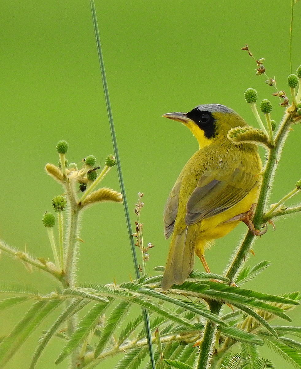 Masked Yellowthroat - ML622769100