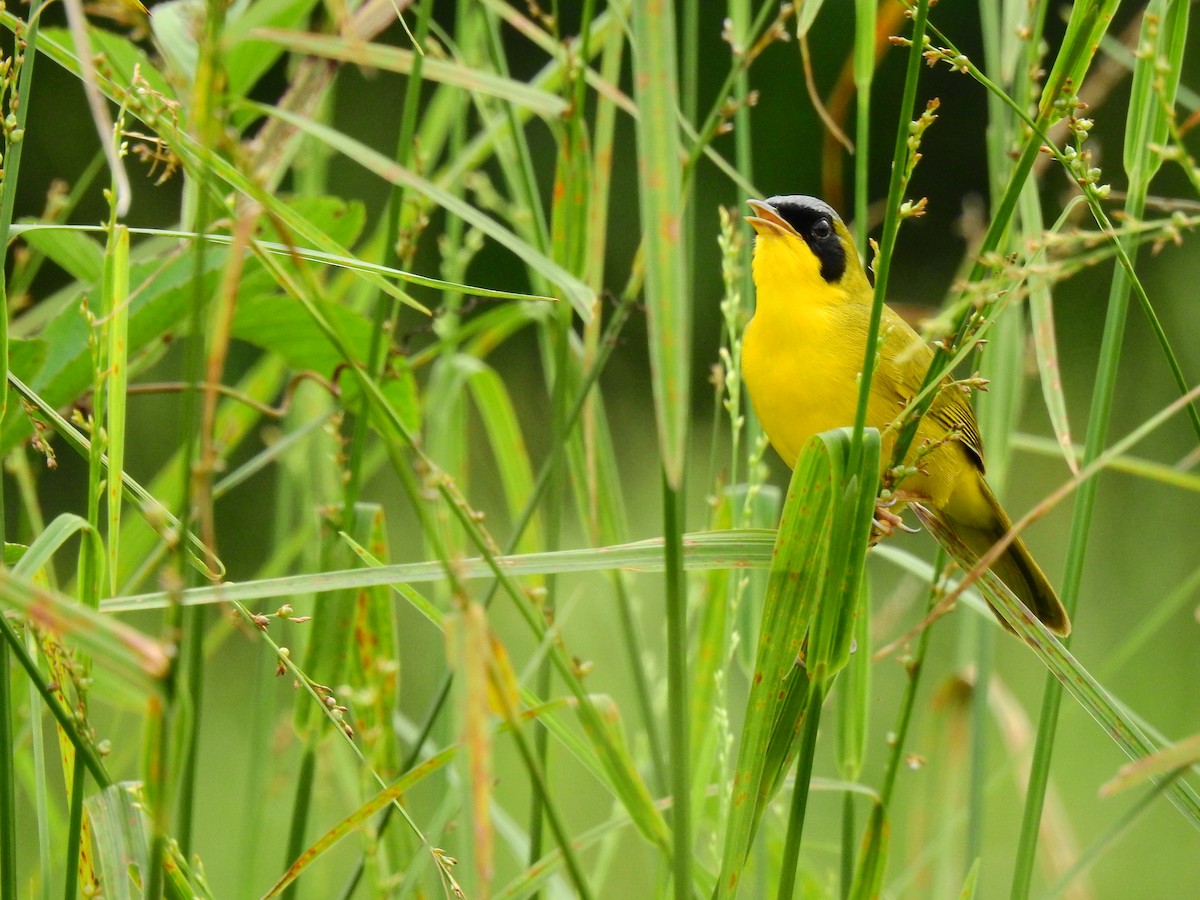 Masked Yellowthroat - ML622769105