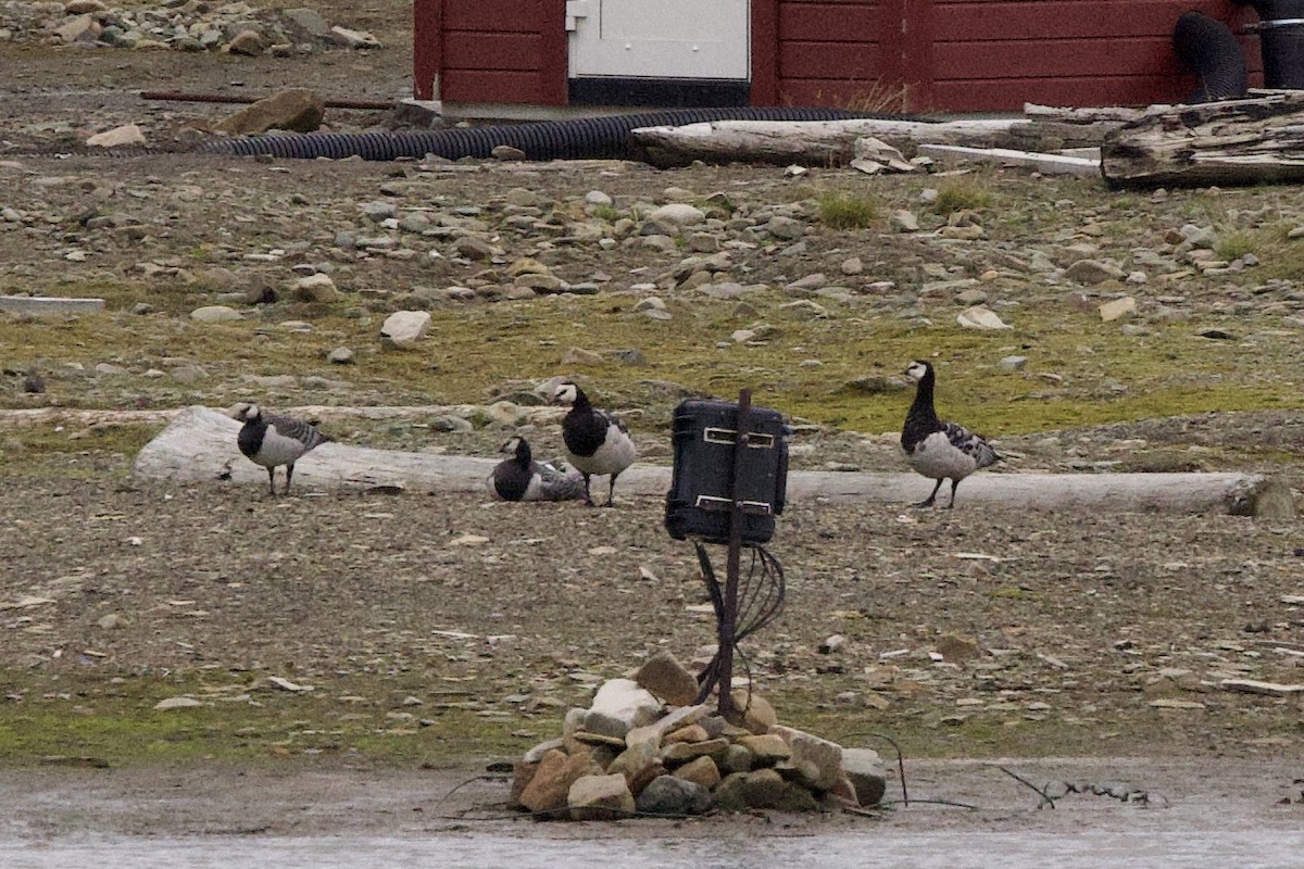 Barnacle Goose - John Bruin