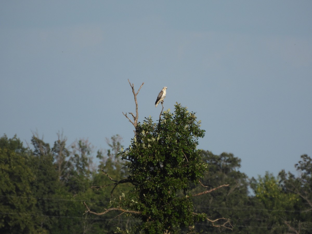 Red-tailed Hawk (Krider's) - ML622769141