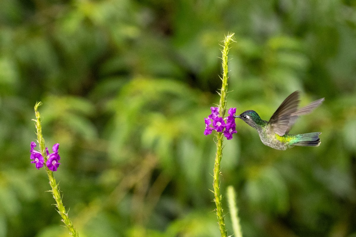 Violet-headed Hummingbird - Ralph Blokker