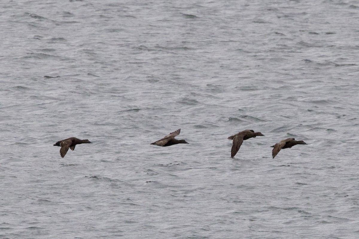 Common Eider - John Bruin