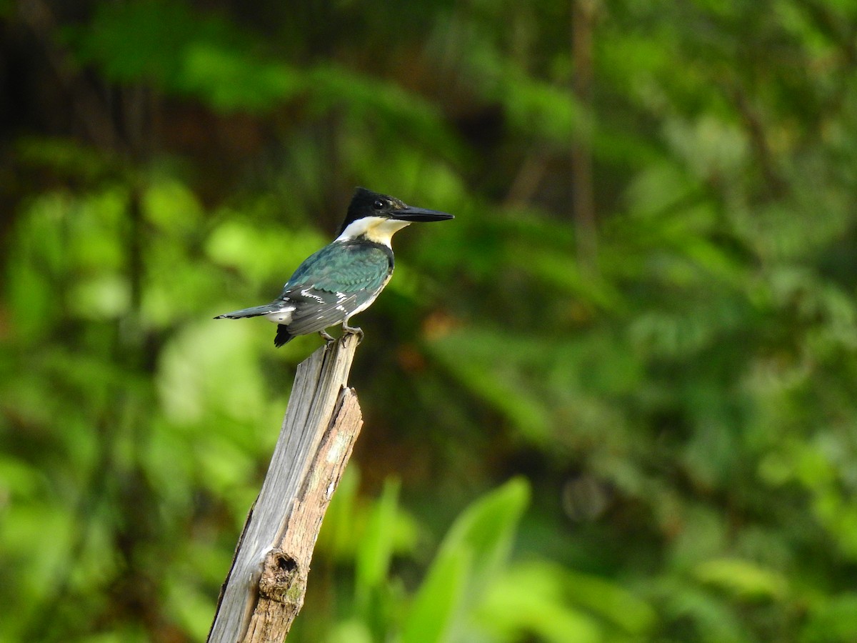 Green Kingfisher - ML622769167