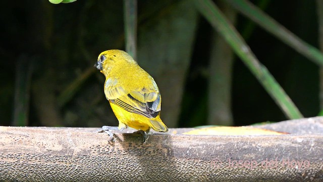 Thick-billed Euphonia (Black-tailed) - ML622769206