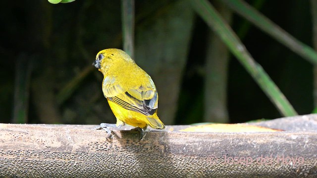 Гутурама західна (підвид melanura/crassirostris) - ML622769206