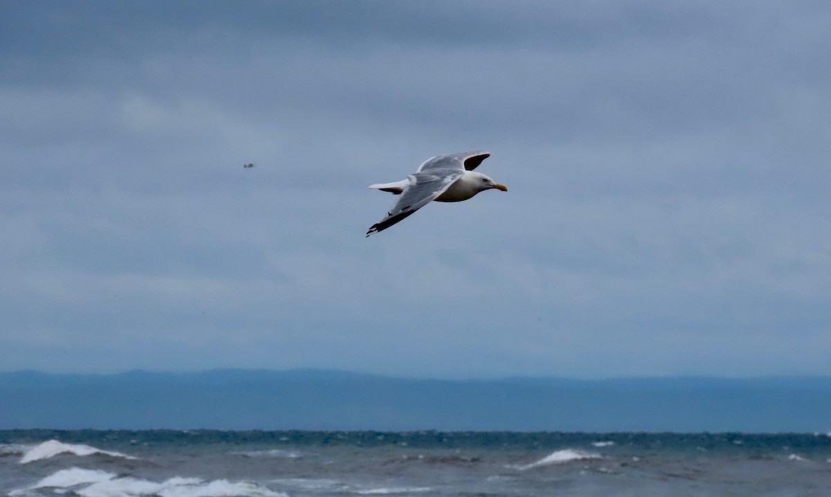 Herring Gull - ML622769207