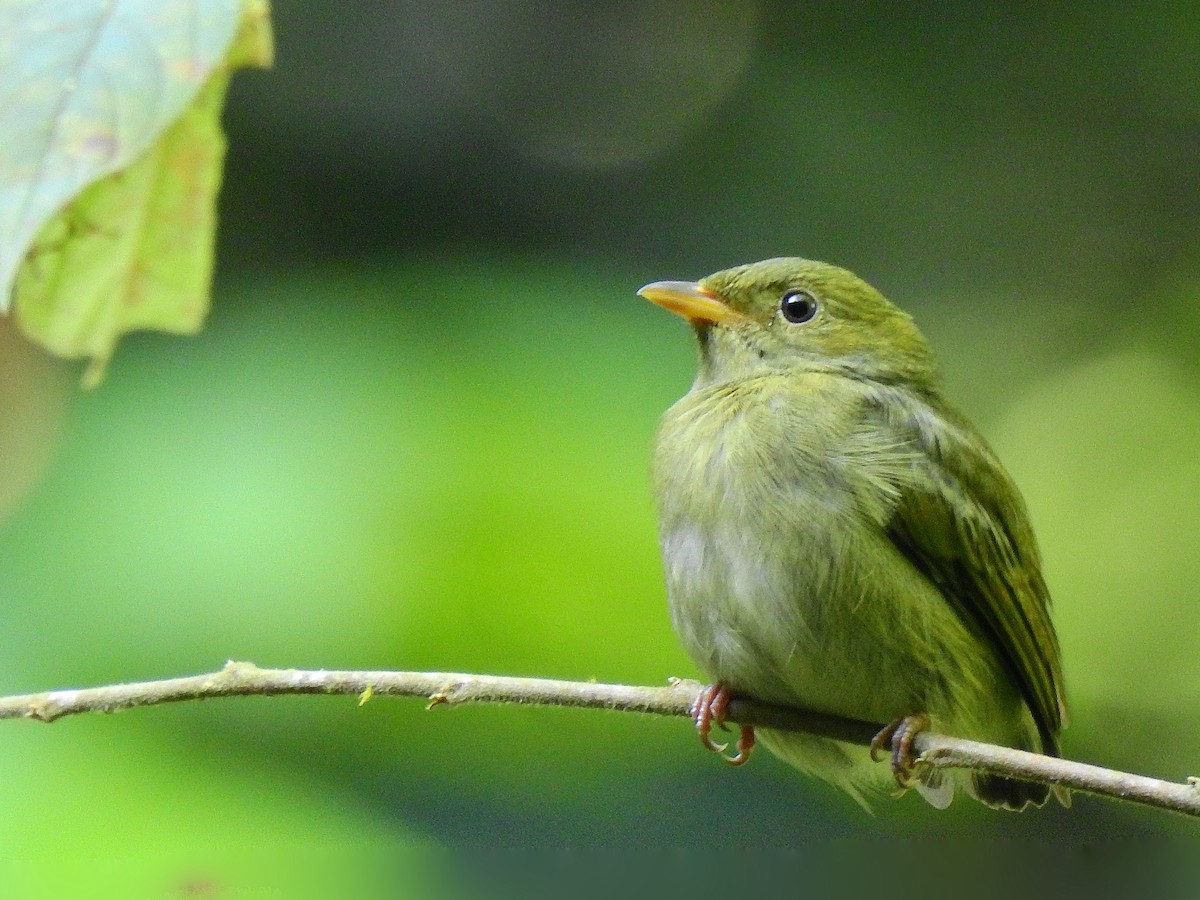 Golden-headed Manakin - Edwin Munera