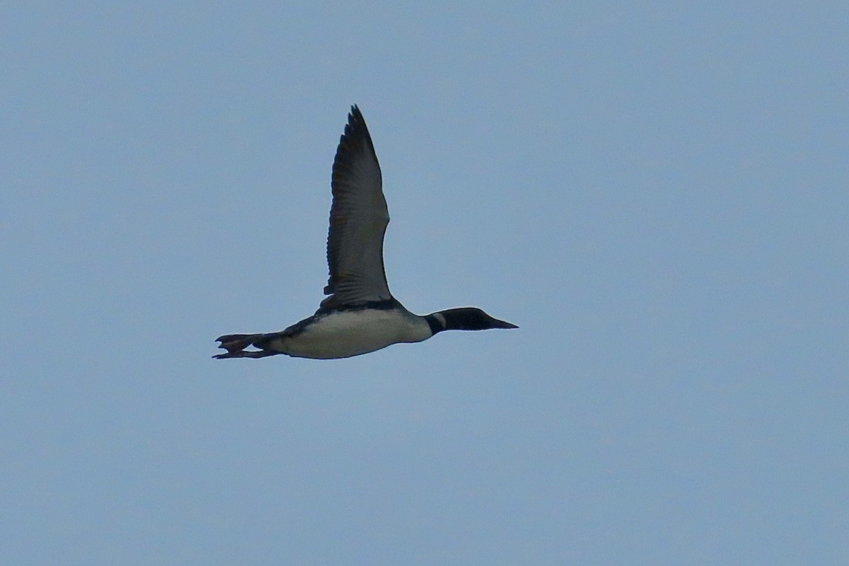 Common Loon - ML622769227