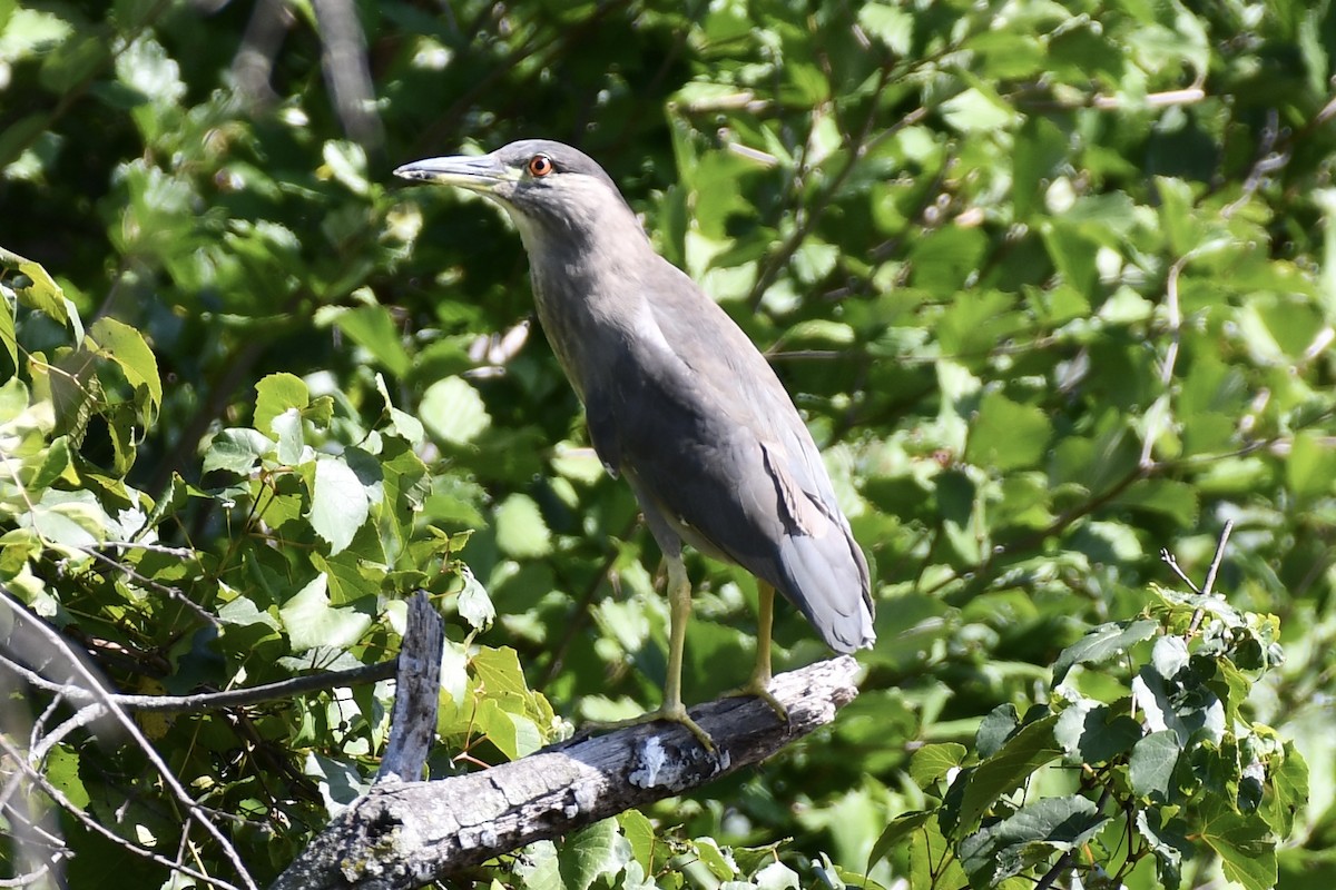 Black-crowned Night Heron - Sven Strnad