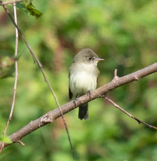 Alder/Willow Flycatcher (Traill's Flycatcher) - ML622769324