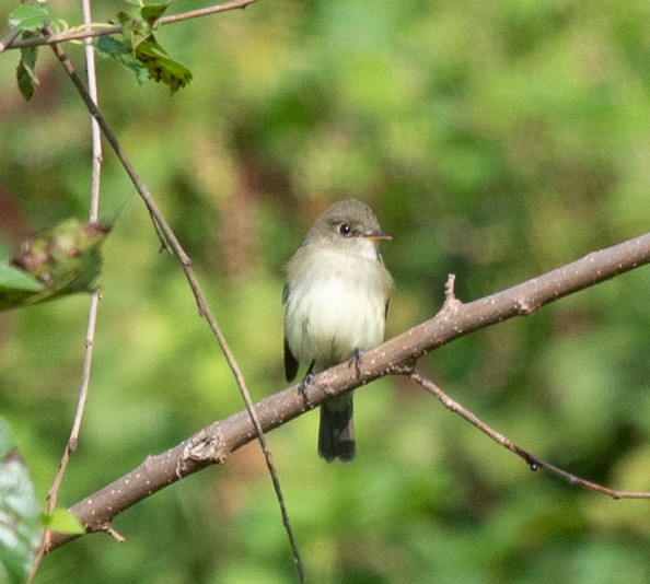 Alder/Willow Flycatcher (Traill's Flycatcher) - ML622769325