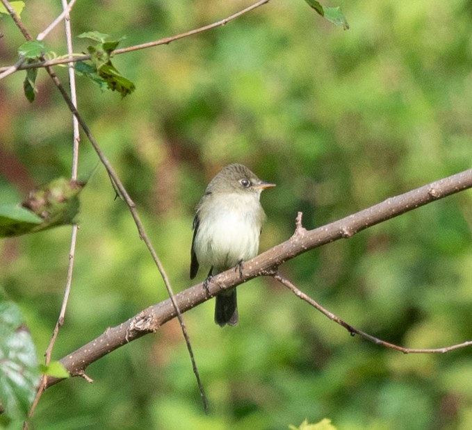 Alder/Willow Flycatcher (Traill's Flycatcher) - ML622769326