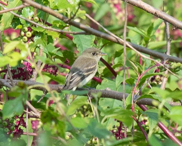 Alder/Willow Flycatcher (Traill's Flycatcher) - ML622769327