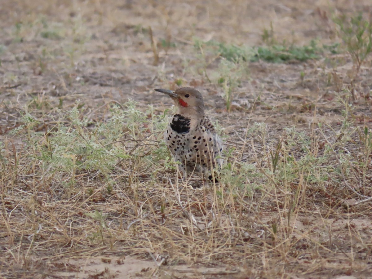 Northern Flicker - ML622769369