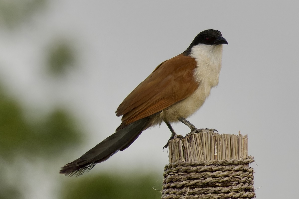 Senegal Coucal - ML622769433