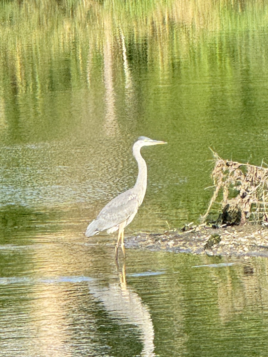 Great Blue Heron - Dinesh Sikand