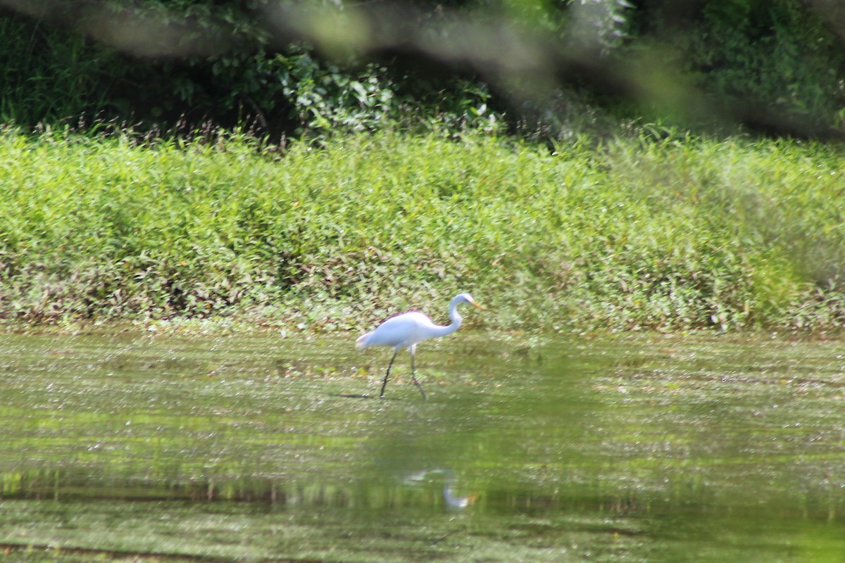 Great Egret - ML622769452