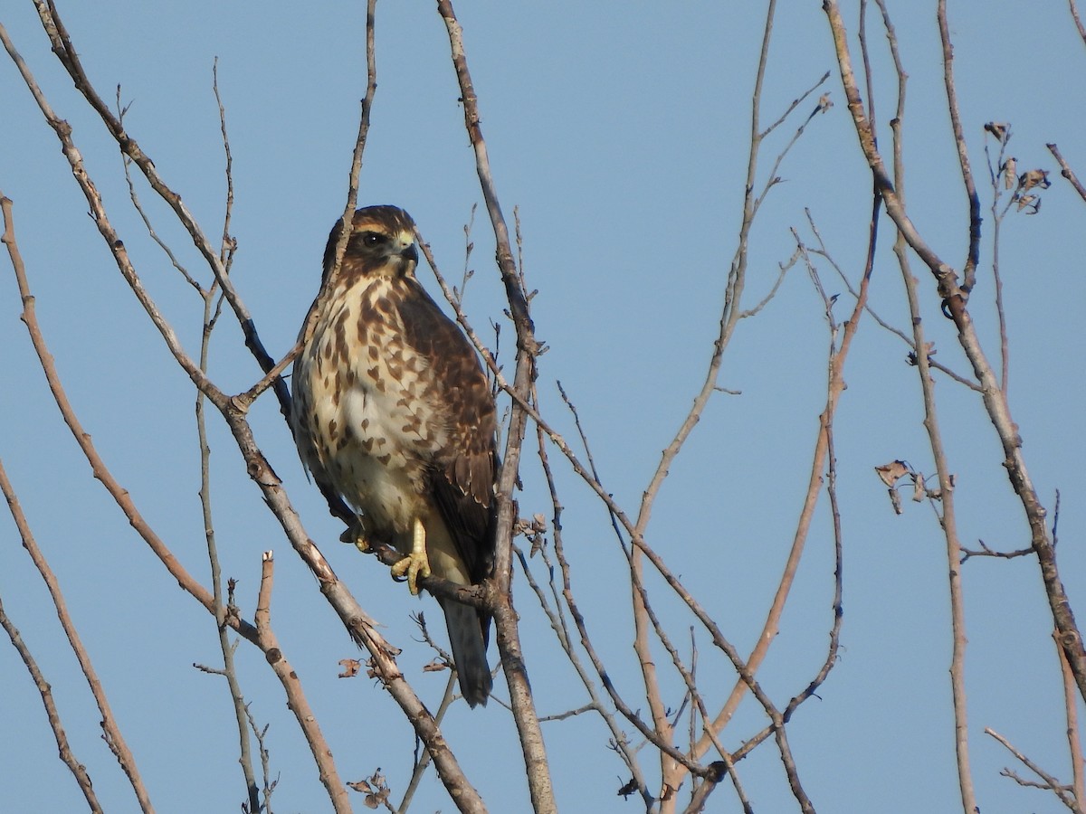 Broad-winged Hawk - ML622769465