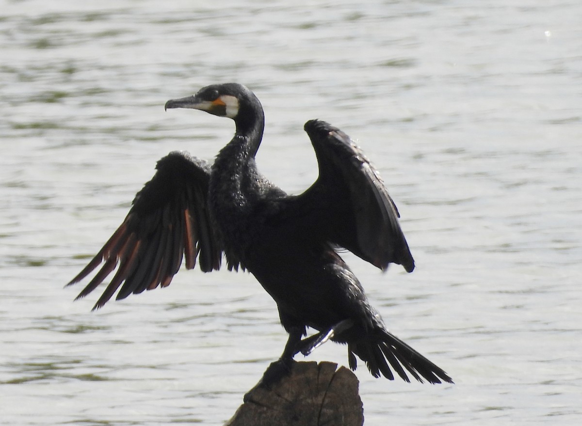 Great Cormorant - Manju Sinha