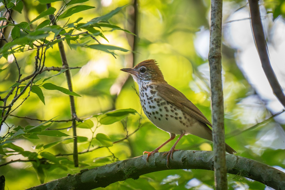 Wood Thrush - Ryan Broussard