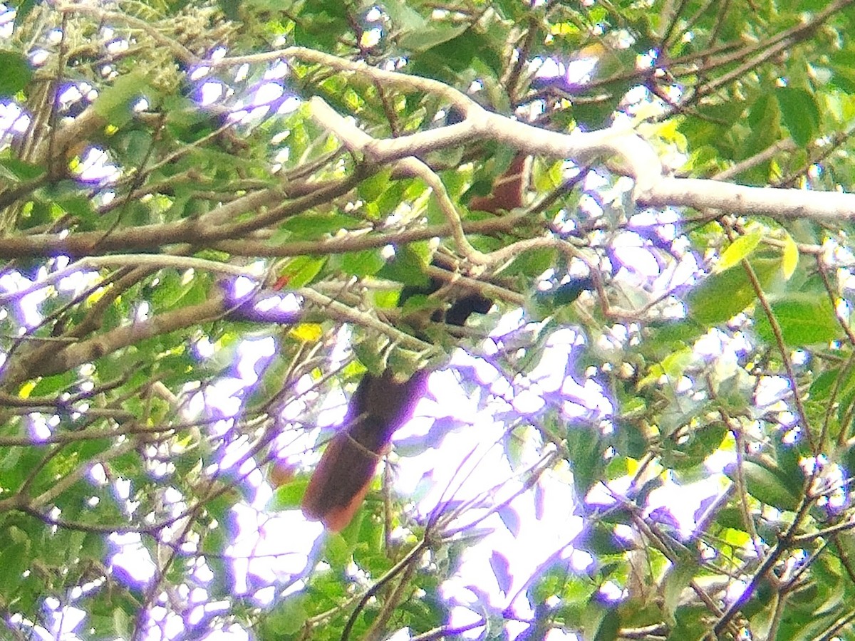 Chestnut-breasted Malkoha - Lars Mannzen