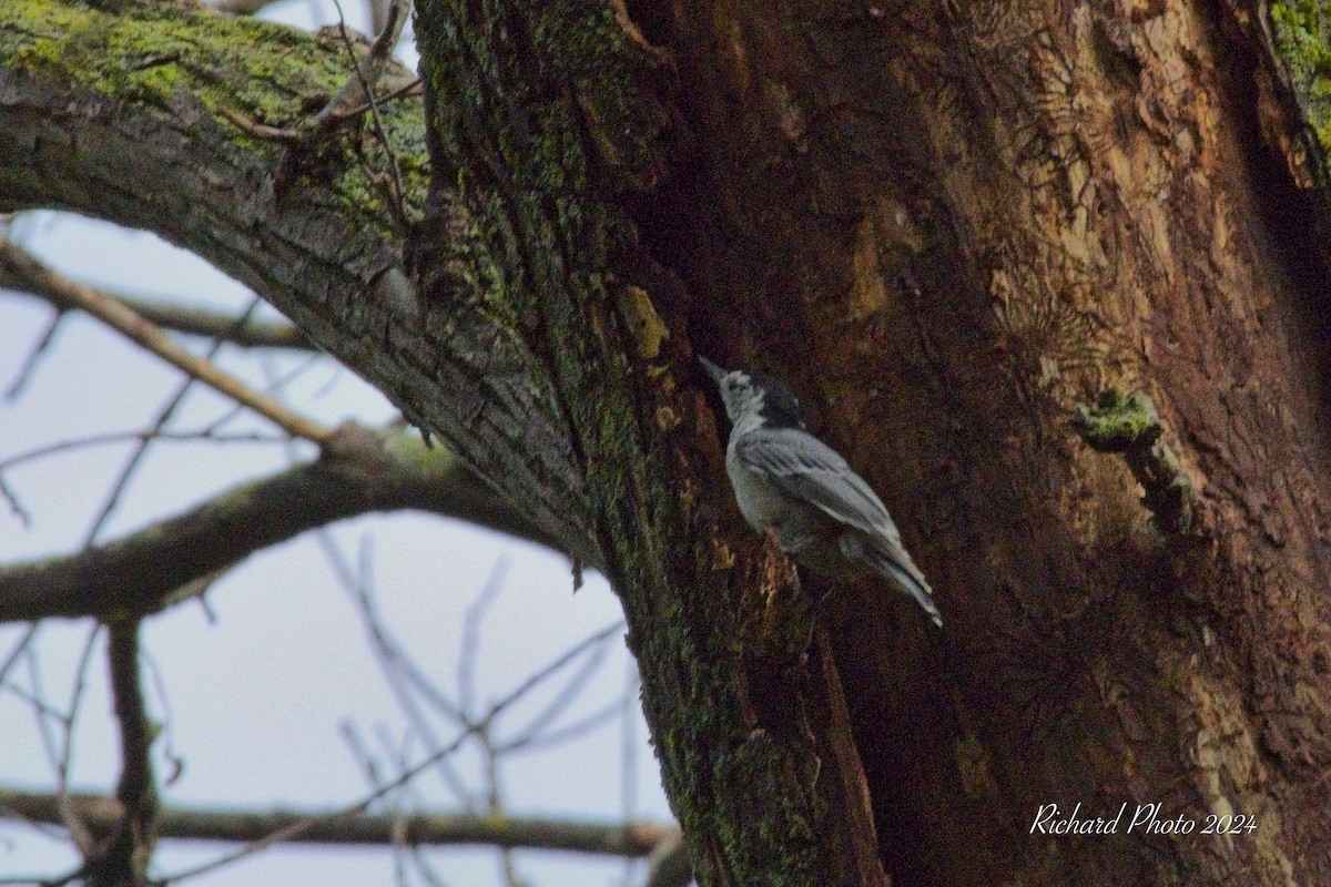 White-breasted Nuthatch - Christian Richard