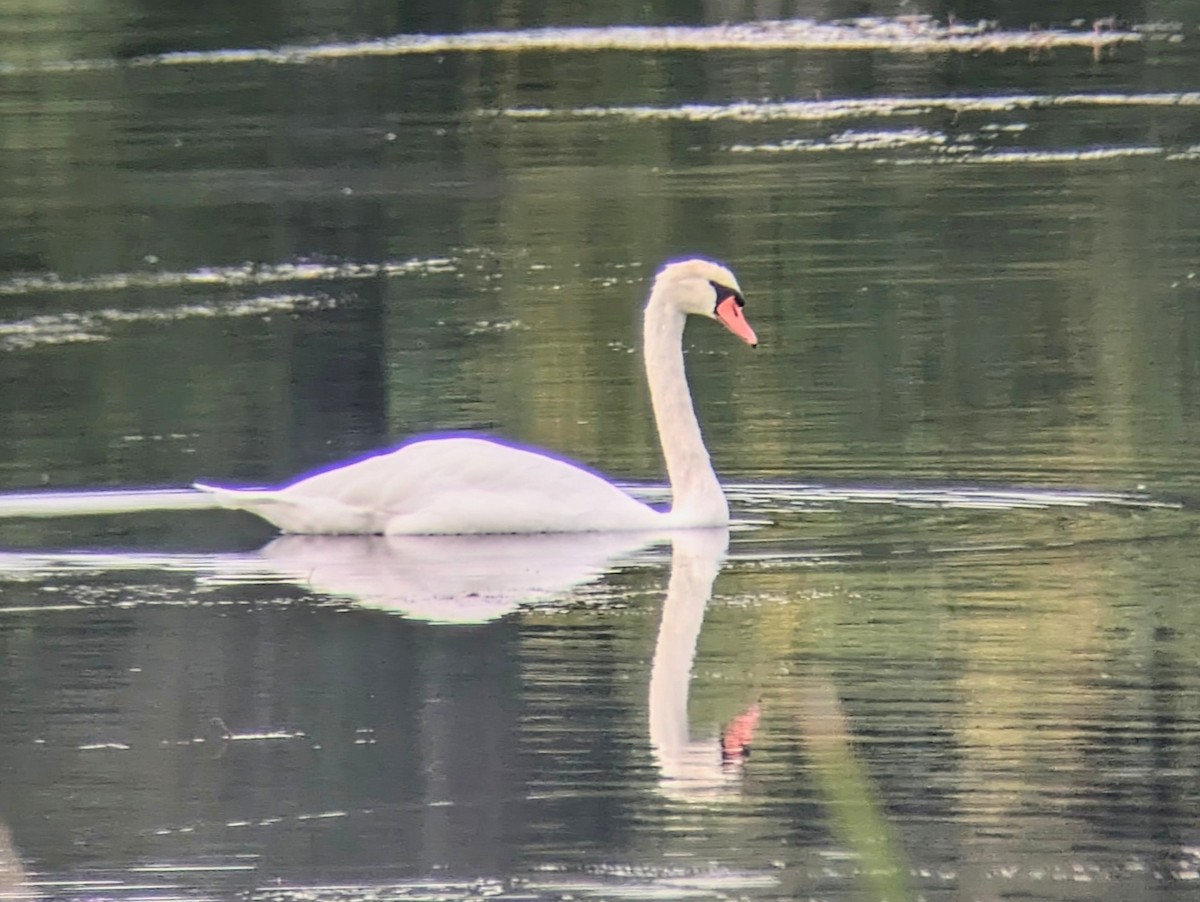 Mute Swan - ML622769504