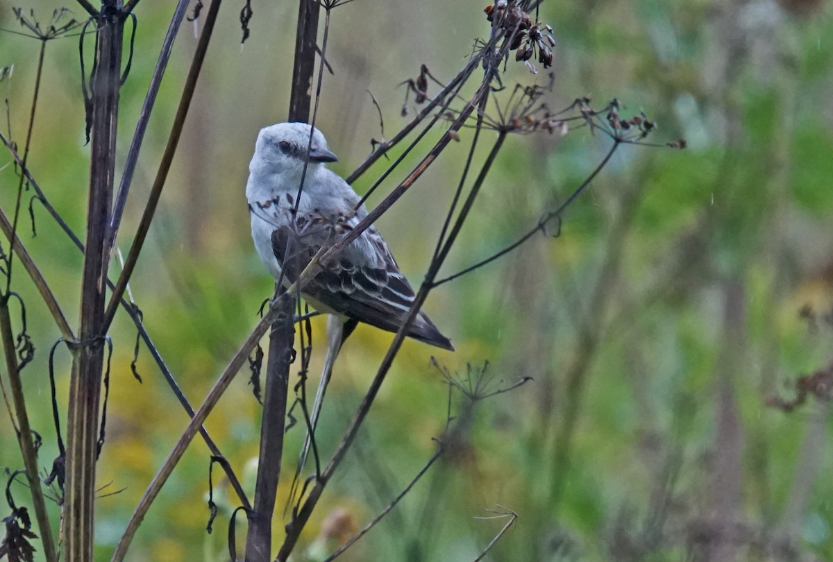 Scissor-tailed Flycatcher - ML622769505