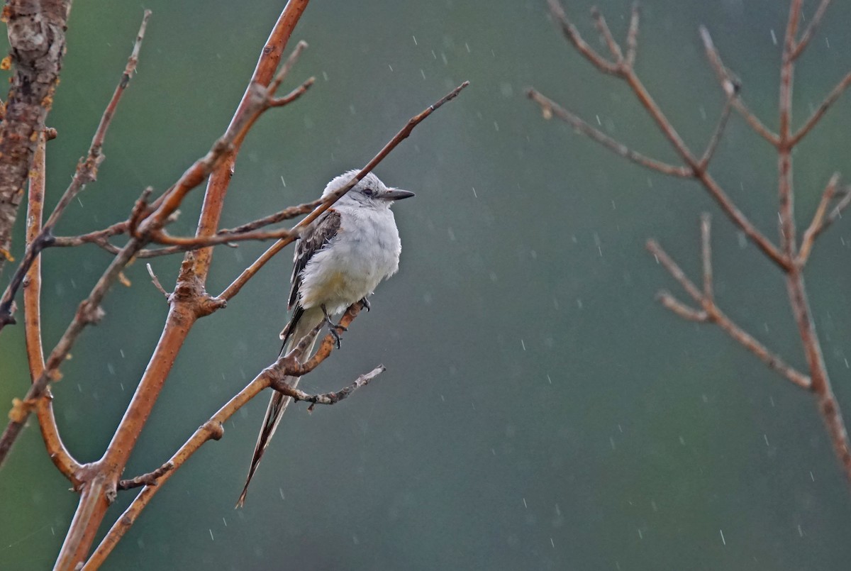 Scissor-tailed Flycatcher - ML622769506