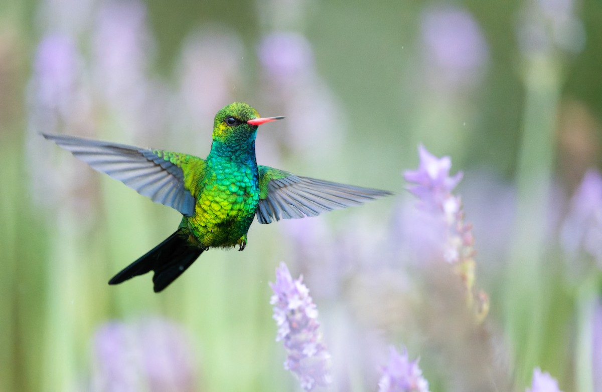 Glittering-bellied Emerald - ML622769517
