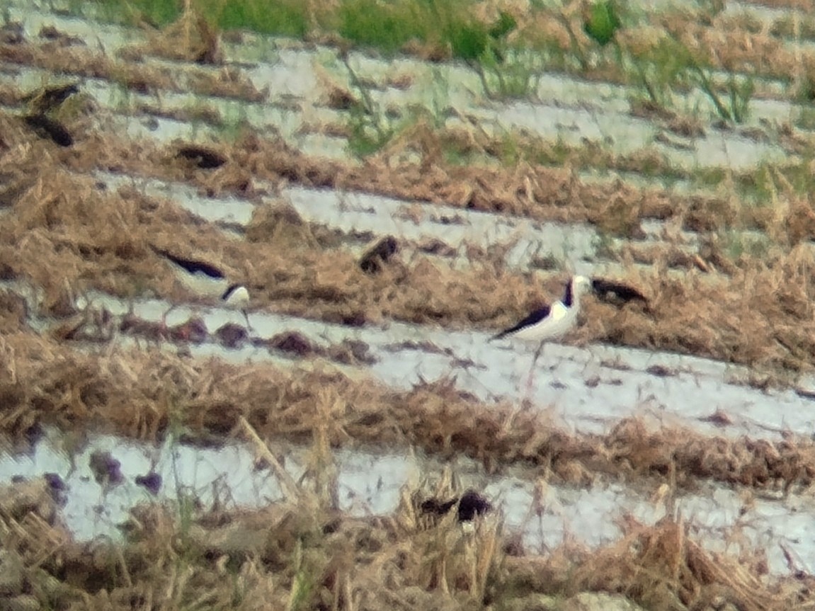 Pied Stilt - ML622769535