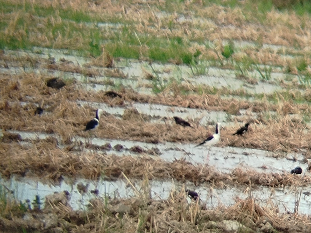 Pied Stilt - ML622769537