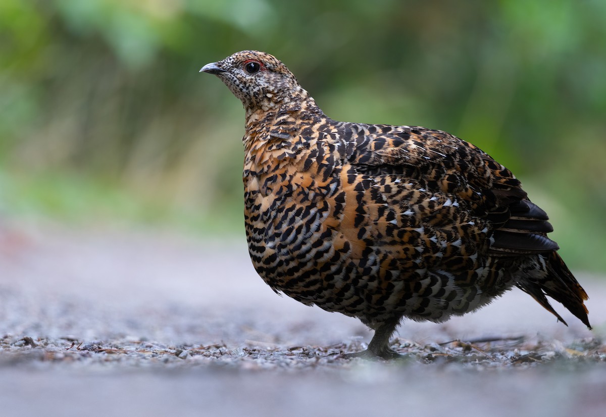 Spruce Grouse - ML622769547