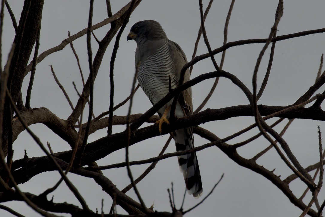 Gabar Goshawk - Ted Burkett