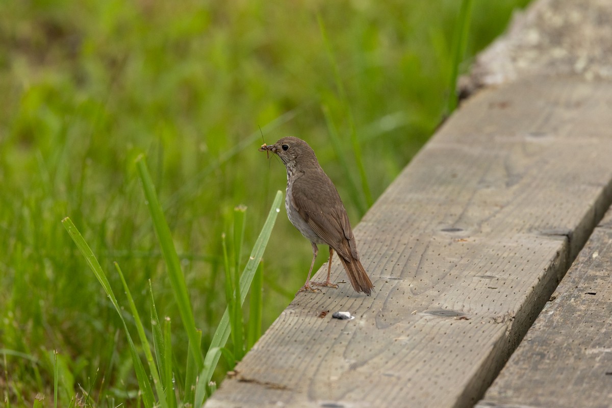 Hermit Thrush - ML622769585